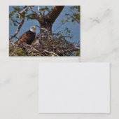 Bald Eagle Chicks - Visitenkarte (Vorne/Hinten)