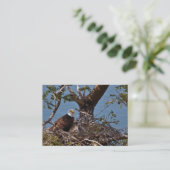 Bald Eagle Chicks - Visitenkarte (Stehend Vorderseite)