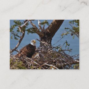 Bald Eagle Chicks - Visitenkarte