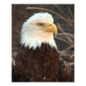Bald Eagle Closeup Fotodruck (Vorne)