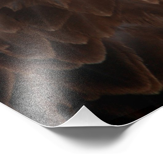 Bald Eagle Closeup Fotodruck (Ecke)