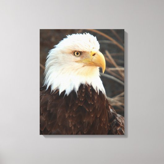 Bald Eagle Closeup Leinwanddruck (Vorderseite)