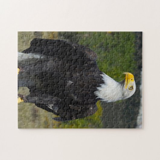 Bald Eagle Colorado. Puzzle (Horizontal)