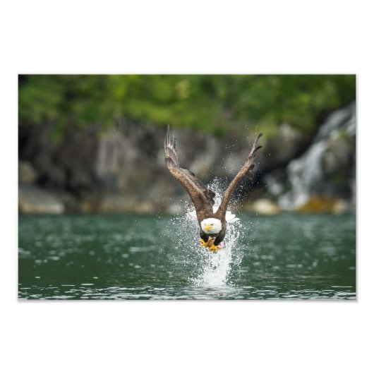 Bald Eagle Der große Fang Fotodruck (Vorne)