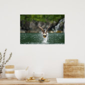 Bald Eagle Der große Fang Poster (Küche)
