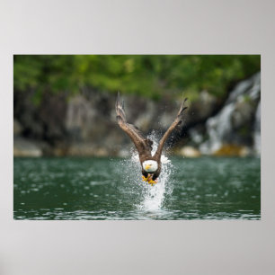 Bald Eagle Der große Fang Poster