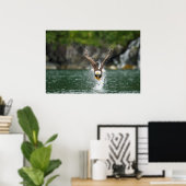 Bald Eagle Der große Fang Poster (Heimbüro)