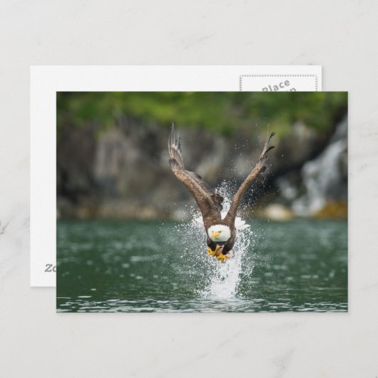 Bald Eagle Der große Fang Postkarte (Vorne/Hinten)