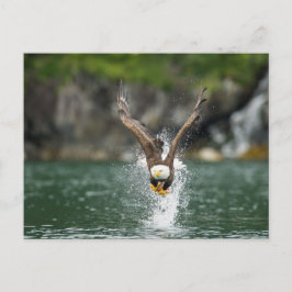 Bald Eagle Der große Fang Postkarte