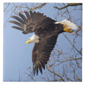 Bald Eagle Dive Fliese (Vorderseite)