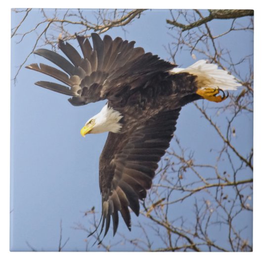 Bald Eagle Dive Fliese (Vorderseite)
