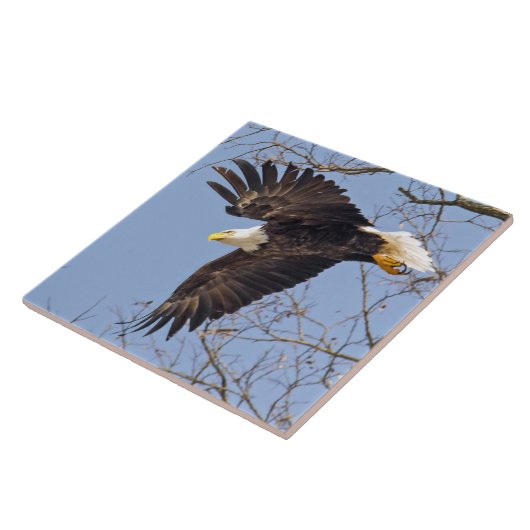Bald Eagle Dive Fliese (Seite)