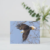 Bald Eagle Dive Postkarte (Stehend Vorderseite)