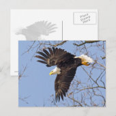 Bald Eagle Dive Postkarte (Vorne/Hinten)