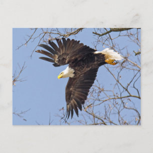 Bald Eagle Dive Postkarte