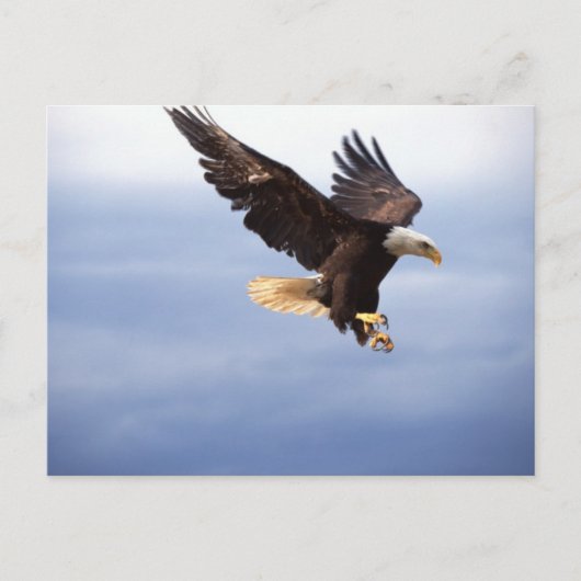 Bald Eagle Dive Postkarte (Vorderseite)