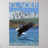 Bald Eagle Diving - Glacier National Park, MT Poster (Vorne)
