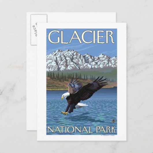 Bald Eagle Diving - Glacier National Park, MT Postkarte (Vorne/Hinten)