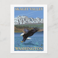 Bald Eagle Diving - Skagit Valley, Washington