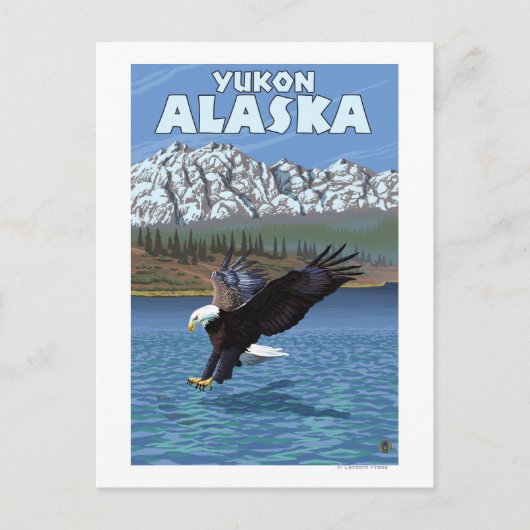 Bald Eagle Diving - Yukon, Alaska Postkarte (Vorderseite)