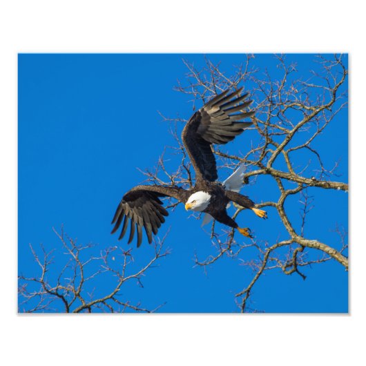 Bald Eagle Drop Fotodruck (Vorne)