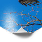 Bald Eagle Drop Fotodruck (Ecke)