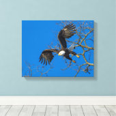 Bald Eagle Drop Leinwanddruck (Insitu (Holzboden))
