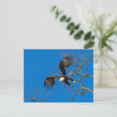 Bald Eagle Drop Postkarte (Stehend Vorderseite)