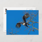 Bald Eagle Drop Postkarte (Vorne/Hinten)