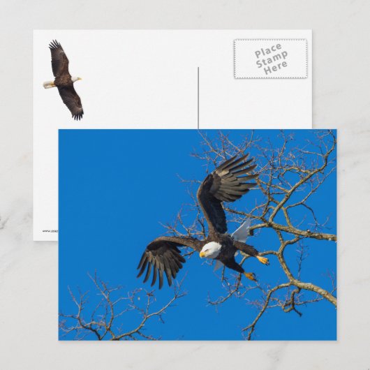 Bald Eagle Drop Postkarte (Vorne/Hinten)