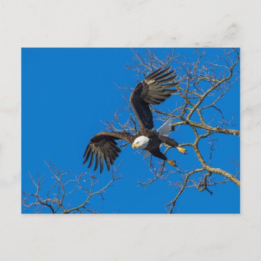 Bald Eagle Drop Postkarte (Vorderseite)