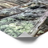 Bald Eagle Encounter Poster (Ecke)