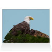 Bald Eagle Erholung Stopp (Innenansicht Horizontal (Oben))