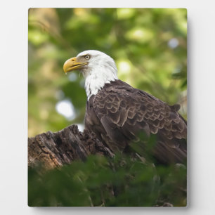 Bald Eagle Erholung Stopp Fotoplatte