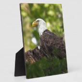 Bald Eagle Erholung Stopp Fotoplatte (Seite)