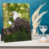 Bald Eagle Erholung Stopp Fotoplatte (Seite)