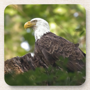 Bald Eagle Erholung Stopp Getränkeuntersetzer