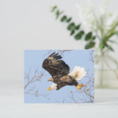 Bald Eagle Eyes seinen Preis Postkarte (Stehend Vorderseite)