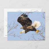 Bald Eagle Eyes seinen Preis Postkarte (Vorne/Hinten)