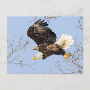 Bald Eagle Eyes seinen Preis Postkarte