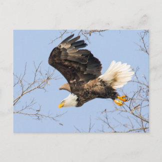 Bald Eagle Eyes seinen Preis Postkarte