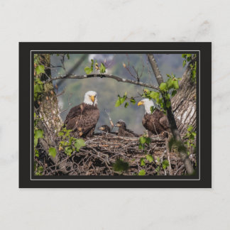 Bald Eagle Family Portrait Postkarte
