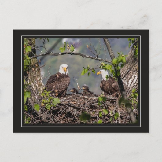 Bald Eagle Family Portrait Postkarte (Vorderseite)