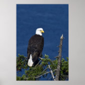 Bald Eagle Fine Art Print Poster (Vorne)