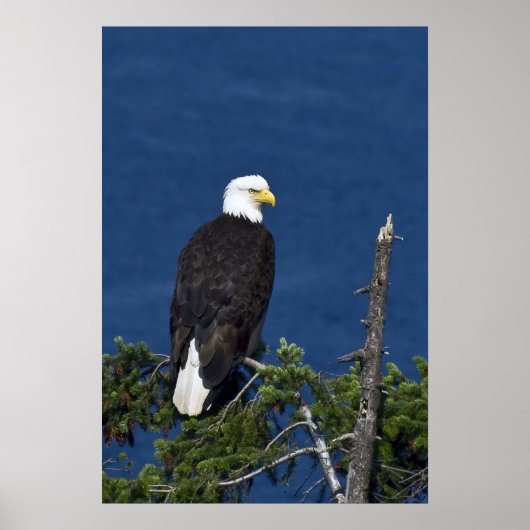 Bald Eagle Fine Art Print Poster (Vorne)