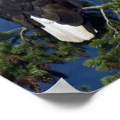 Bald Eagle Fine Art Print Poster (Ecke)