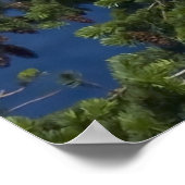 Bald Eagle Fine Art Print Poster (Ecke)