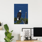 Bald Eagle Fine Art Print Poster (Heimbüro)
