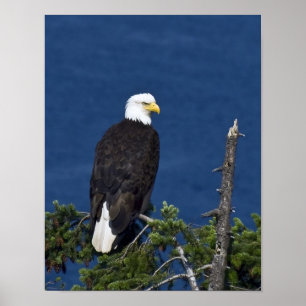 Bald Eagle Fine Art Print Poster