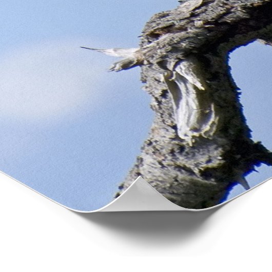 Bald Eagle Fine Art Prints Poster (Ecke)